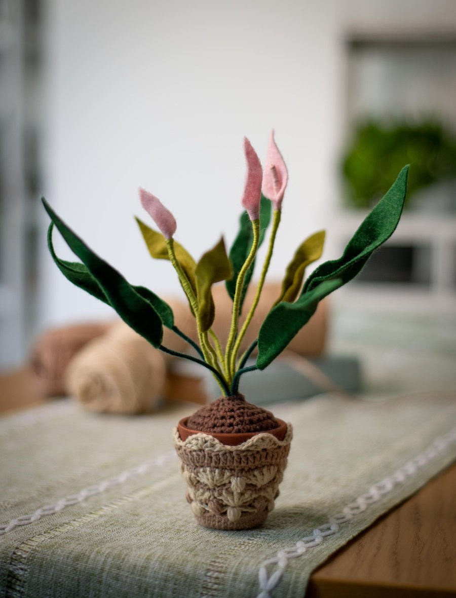 Pink Peace Lily in a small Terracotta Pot with crochet pot cosy