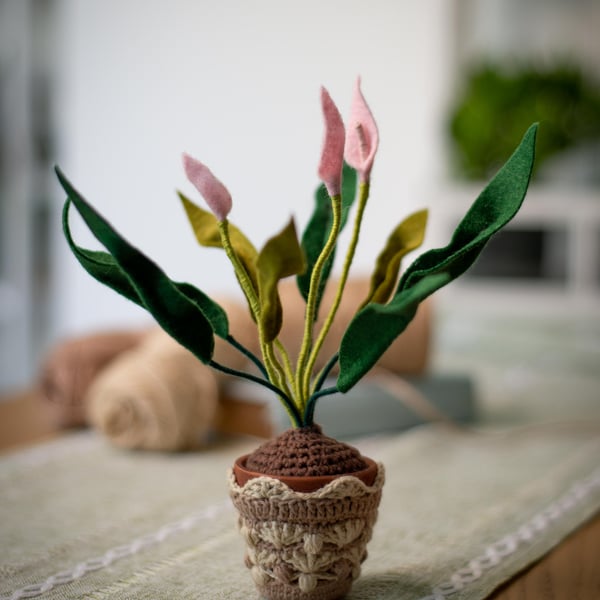 Pink Peace Lily in a small Terracotta Pot with crochet pot cosy