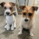 Fully personalised Terriers