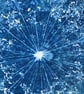  Original Art gift, Cyanotype Dill Flower in a Hoop. - Image 3