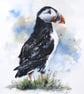 A Puffin, Original Watercolour Painting. - Image 1