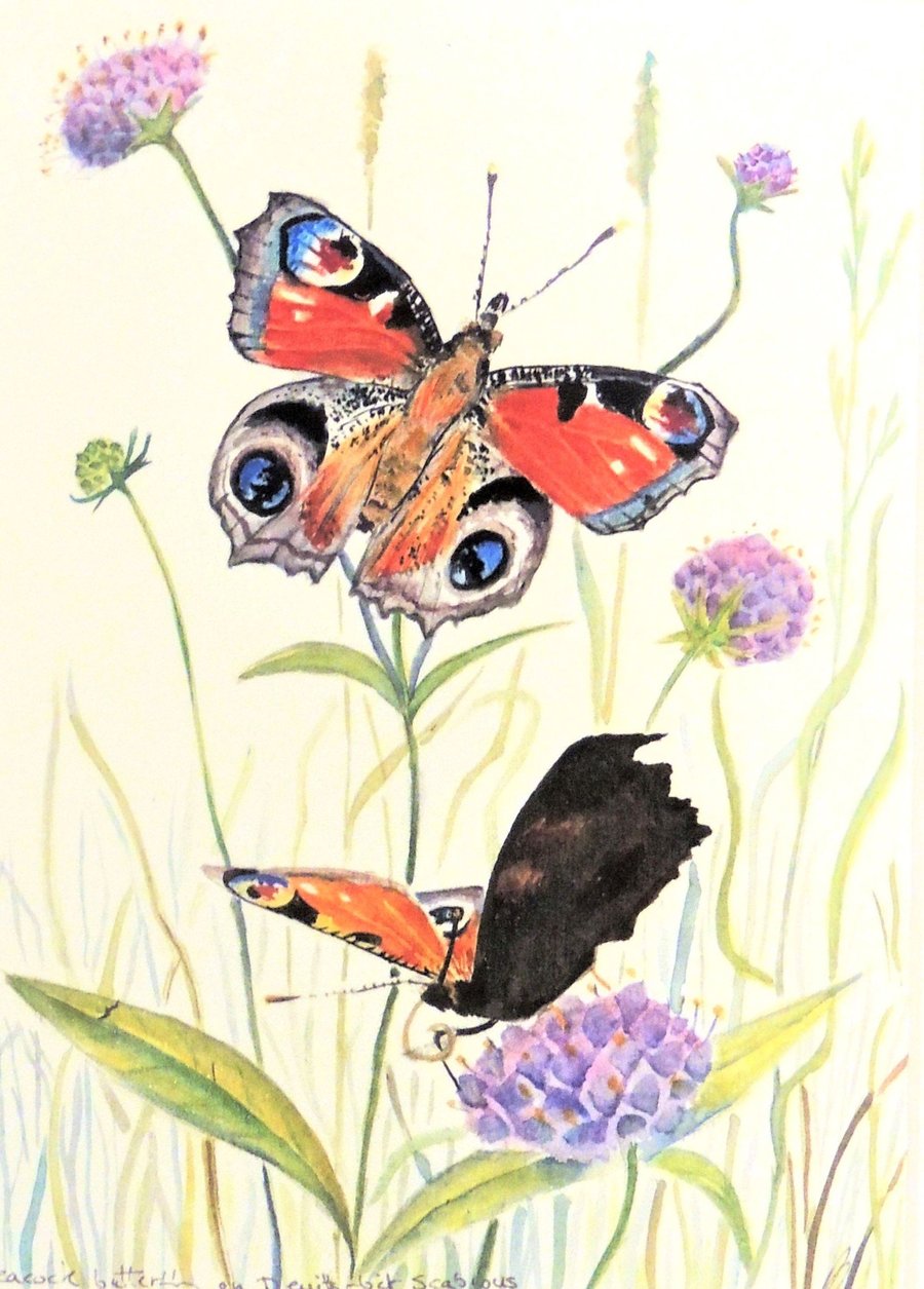 Framed Peacock Butterfly and Flowers Botanical Watercolour Original Painting