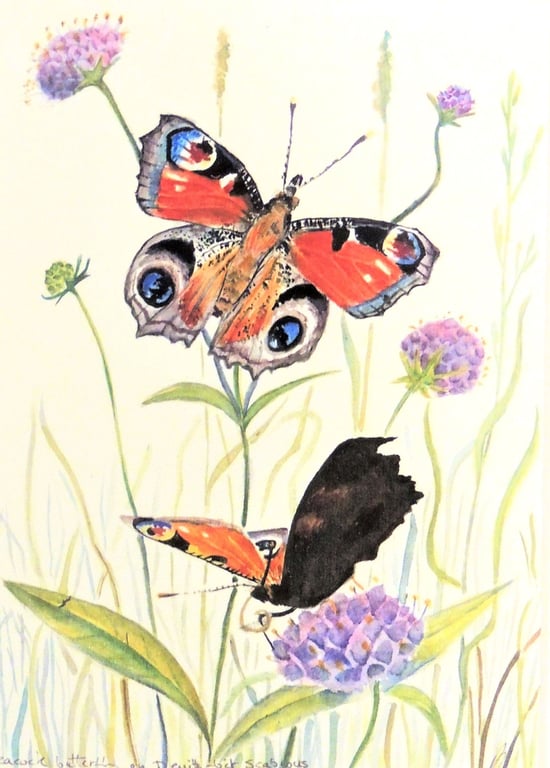 Framed Peacock Butterfly and Flowers Botanical Watercolour Original Painting