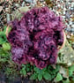 Bramble Gotland Fleece 50g