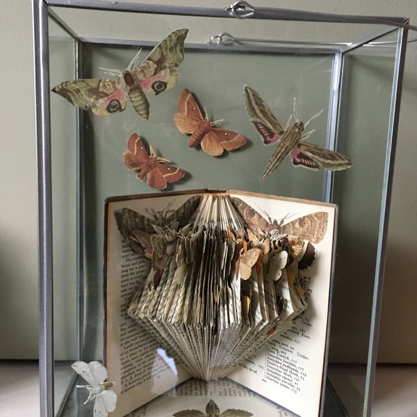 Book of Moths display