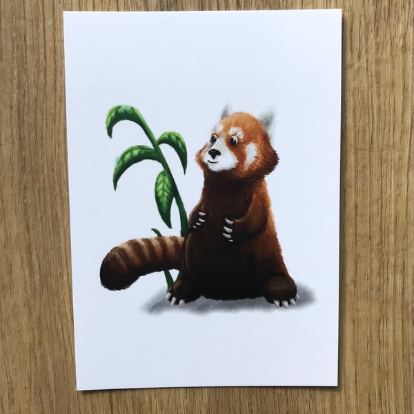 A6 Red Panda Post Card (White Background)