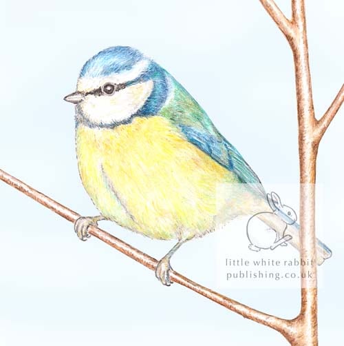 Blue Tit - Blank Card