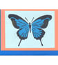 Blue Butterfly