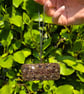 Chocolate biscuits bead embroidery decoration  - Image 3