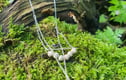 Bodhi seed beads