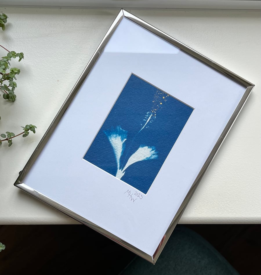 Original cyanotype "Hibbiscus" - mounted in an 8x6 inch silver frame