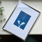 Original cyanotype "Hibbiscus" - mounted in a silver frame