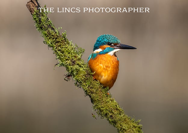Kingfisher print (Limited edition of 10)