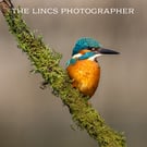 Kingfisher print (Limited edition of 10)