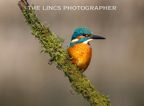 Kingfisher print (Limited edition of 10)