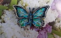 Butterfly & Insects