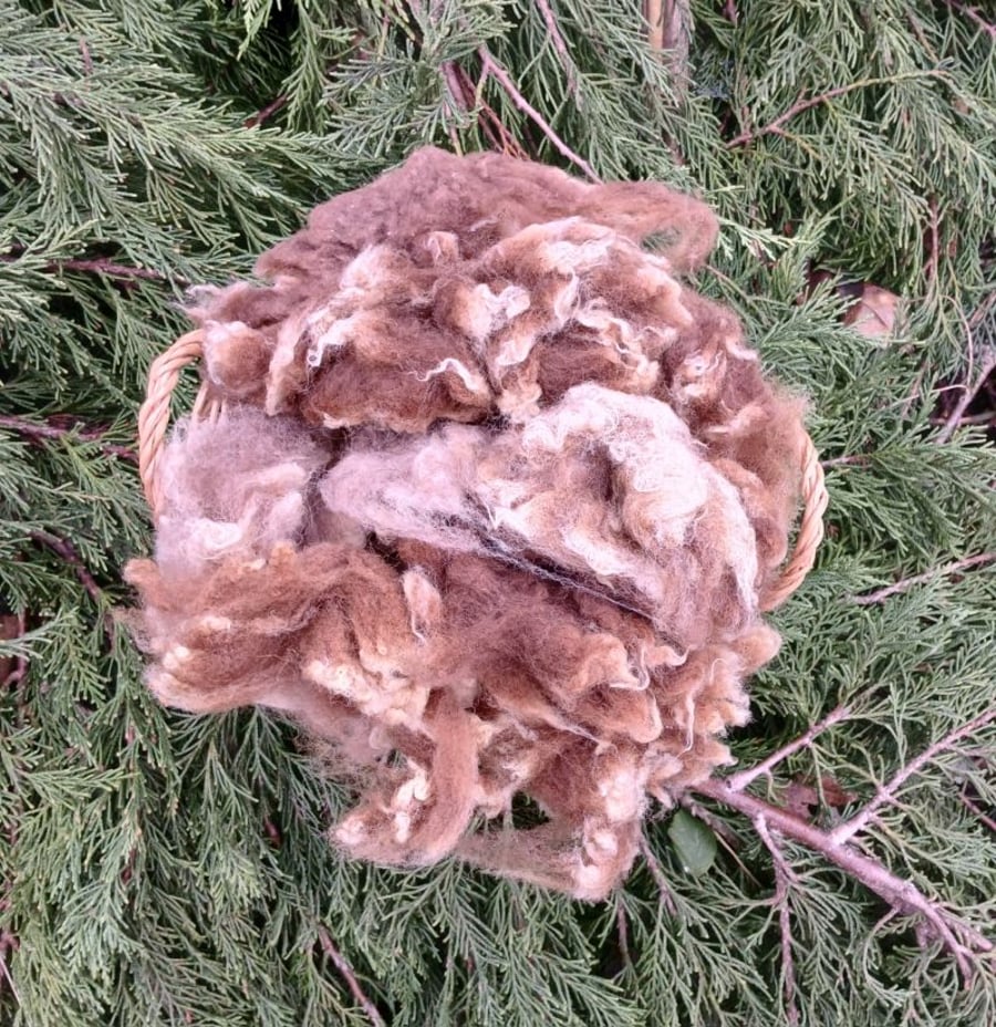 Manx Loaghtan Fleece 50g