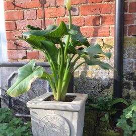 Platinum Jubilee Planter Stone Garden Ornament