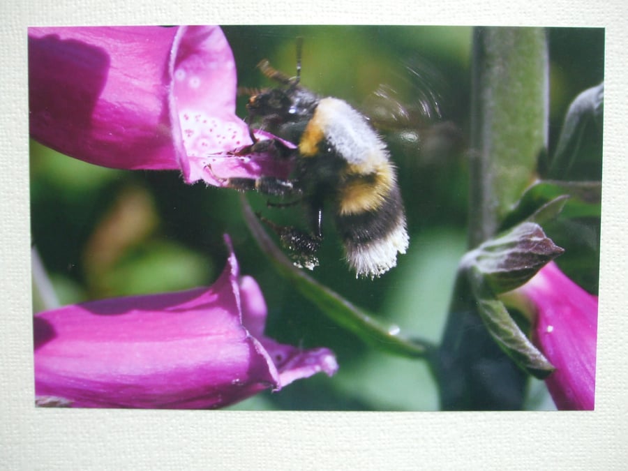 Photographic greetings card of a Bumble Bee taking nectar from Foxgloves.