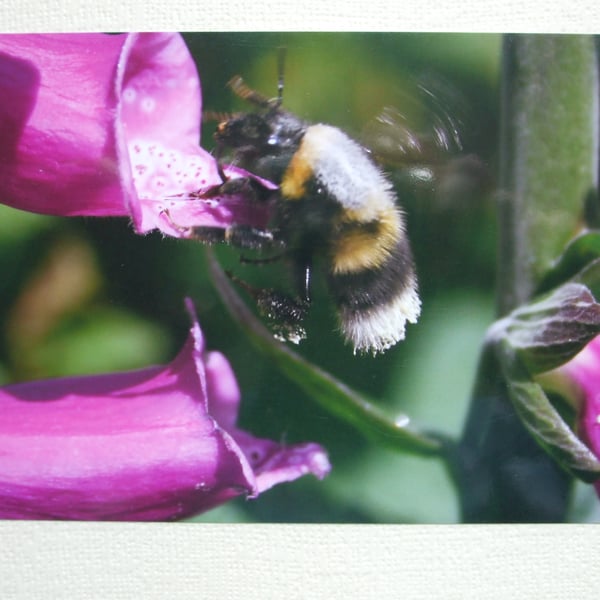 Photographic greetings card of a Bumble Bee taking nectar from Foxgloves.