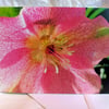 Pink hellebore flower - photographic greeting card