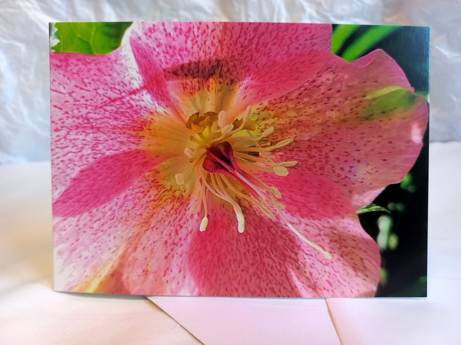 Pink hellebore flower - photographic greeting card