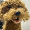 Handmade needle felt cockapoo, wool dog