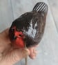 Pot Robin - Image 7