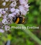Bee on Leek Flower in the Garden Square Photographic Card Size 6" x 6"  - Image 6
