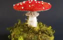 TOADSTOOLS