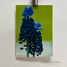 Bright Floral Art Card Grape Hyacinth A6 Size
