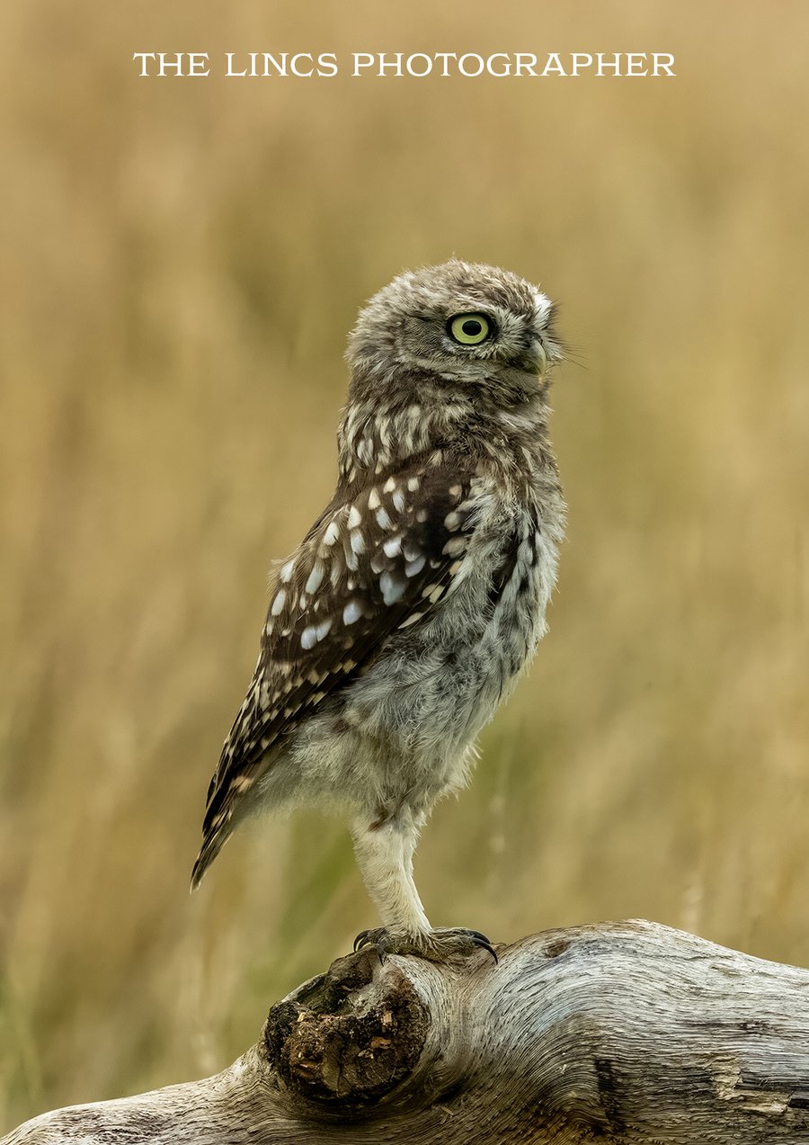 Little Owl print (Limited edition of 10)