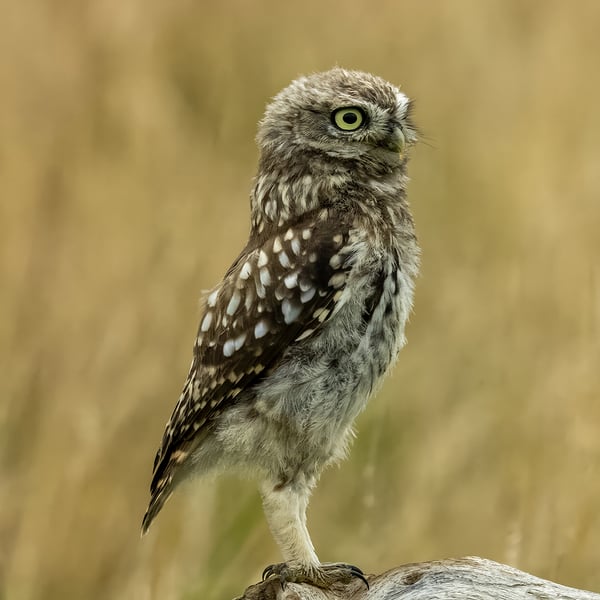 Little Owl print (Limited edition of 10)