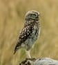 Little Owl print (Limited edition of 10)