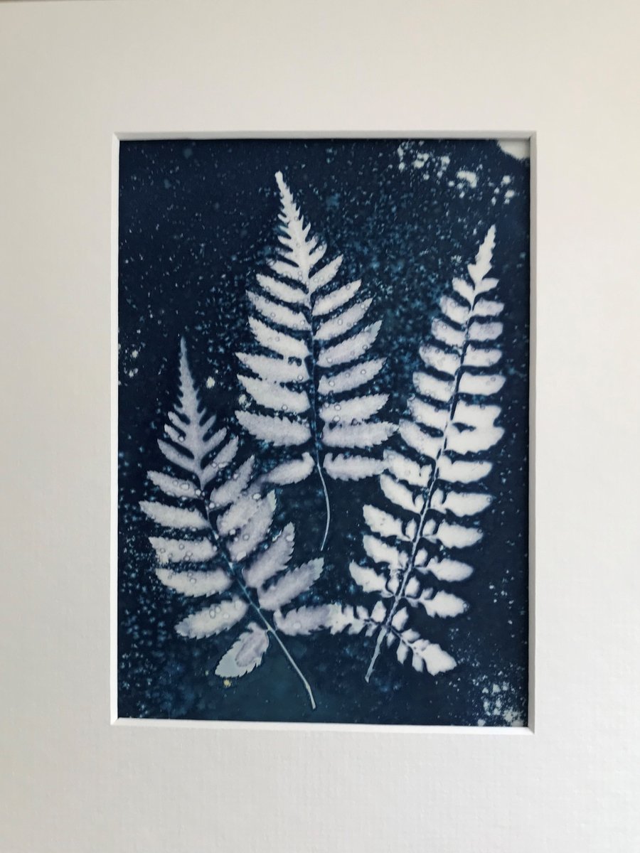 Botanical Art, Three Fine Ferns, a Cyanotype Photogram