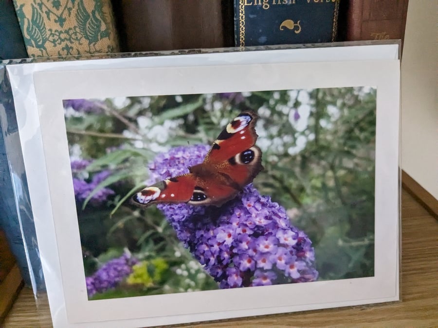 Photo card of Peacock Butterfly