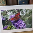 Photo card of Peacock Butterfly