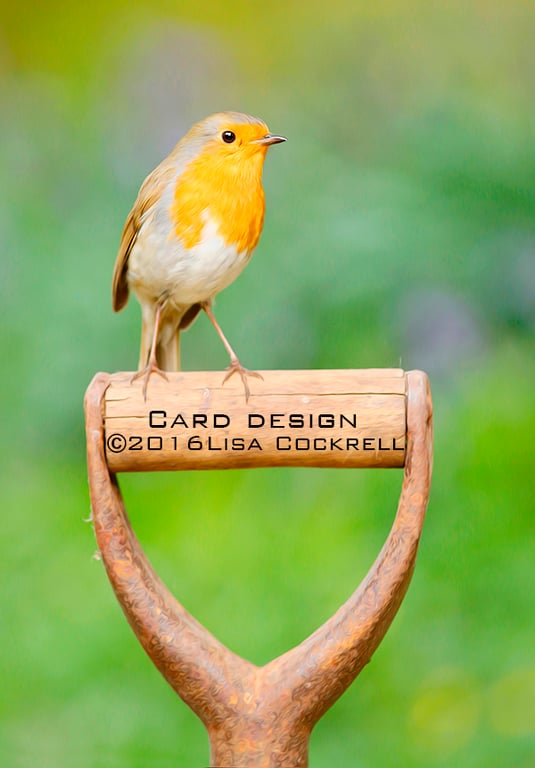 Exclusive My Garden Robin Greetings Card