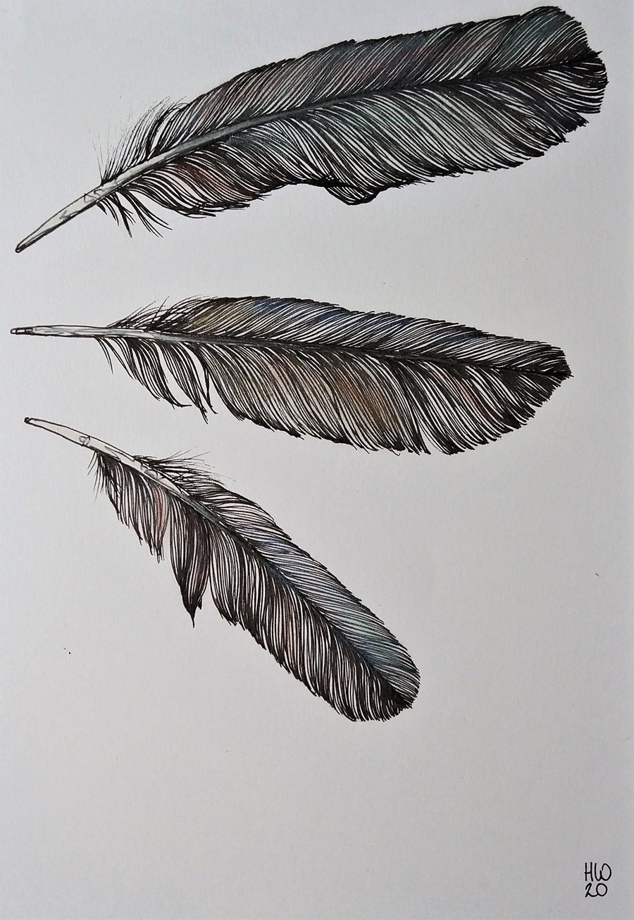 Three Feathers Original Pen and Pastel Drawing