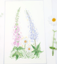 Foxglove, Daisy and Lupin original watercolour flower painting - Image 5