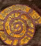 Ammonite print mini cards  - Image 9