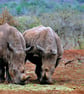 White Rhinoceros Zulu Nyala Game Reserve South Africa Photograph Print - Image 1