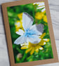 Blue Butterfly Photo Greetings Card - Image 2