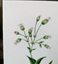 Bladder Campion Acrylic Painting  - Image 3