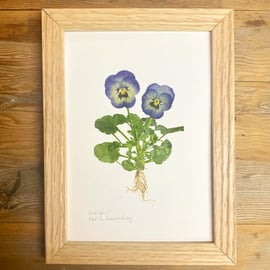 Pressed Viola flower - A5