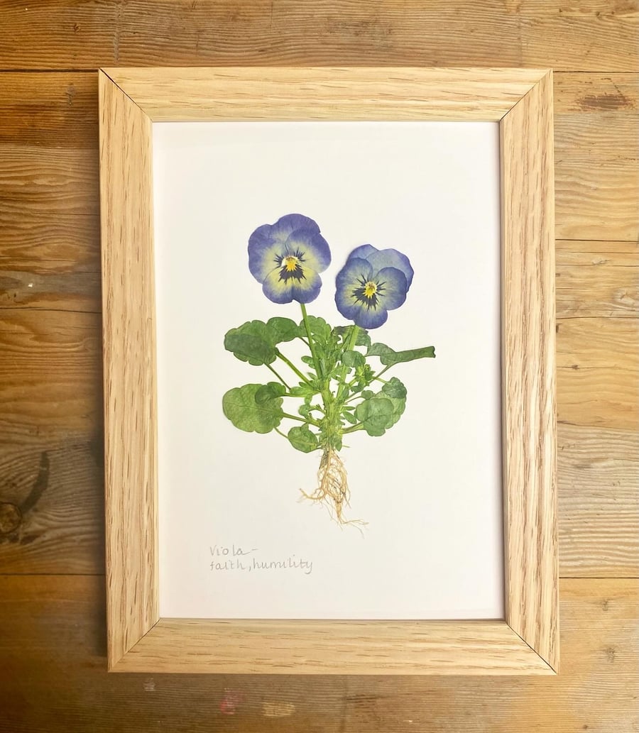 Pressed Viola flower - A5