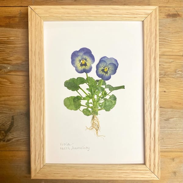 Pressed Viola flower - A5