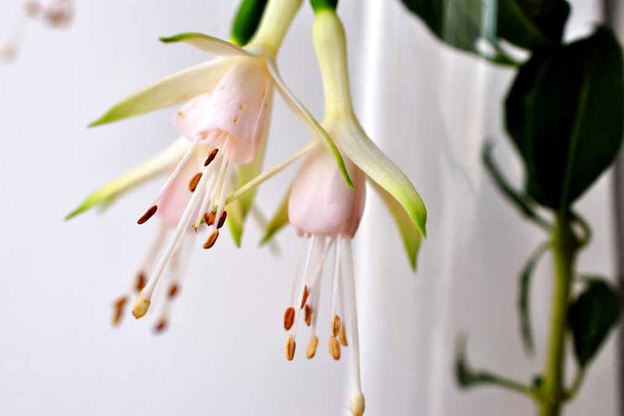 White Fuchsia Hawkshead Summer Flower Photograph Print