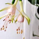 White Fuchsia Hawkshead Summer Flower Photograph Print