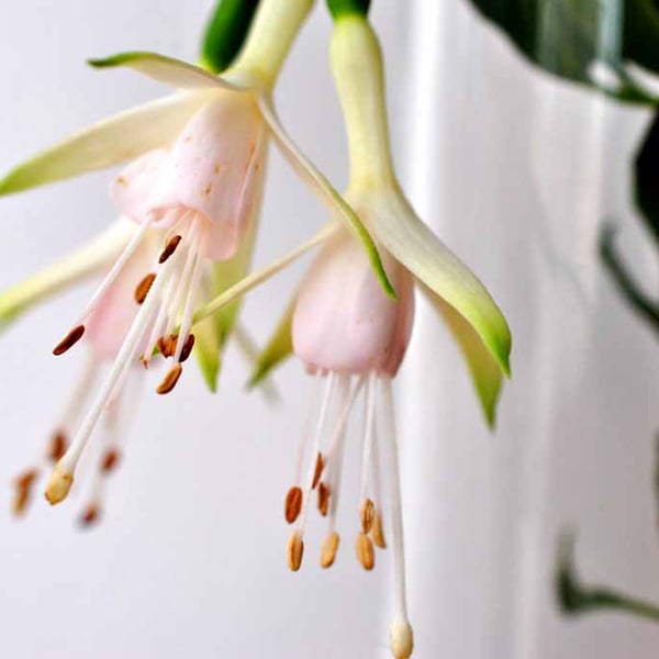 White Fuchsia Hawkshead Summer Flower Photograph Print